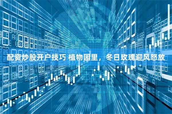 配资炒股开户技巧 植物园里，冬日玫瑰迎风怒放