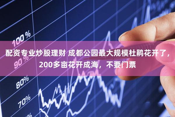 配资专业炒股理财 成都公园最大规模杜鹃花开了，200多亩花开成海，不要门票